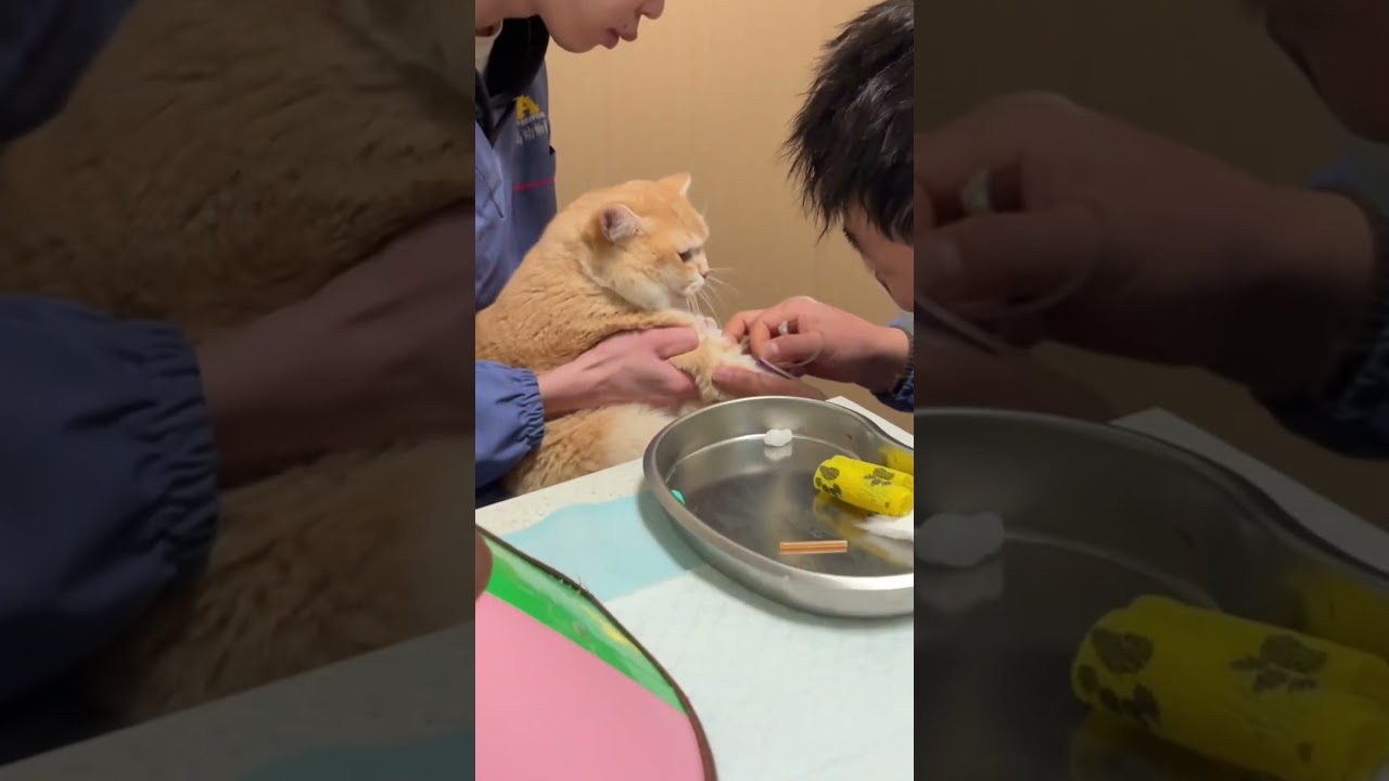 when cat goes to the vet🤣