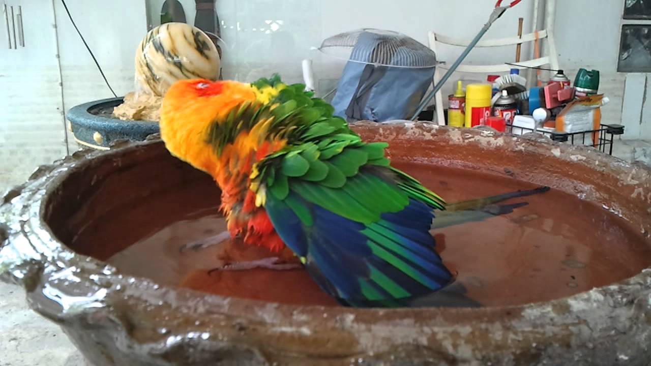 SUN CONURE TAKING A BATH - GUILDER