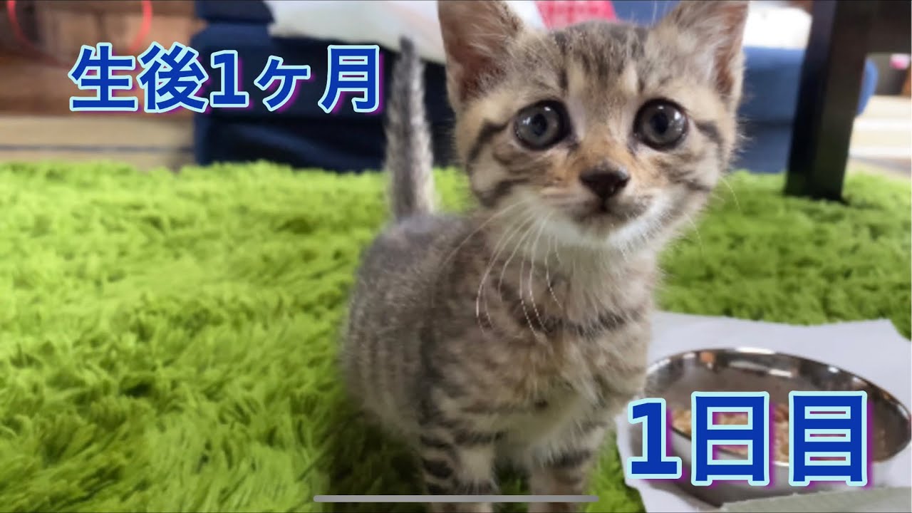 「保護猫」生後1ヶ月の子猫を引き取りました