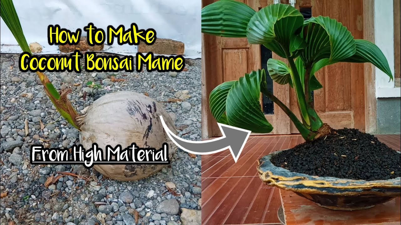 Mame || Cara Membuat Mame Bonsai Kelapa Dari Bahan Yang Sudah Tinggi #bonsaikelapa #mamebonsai