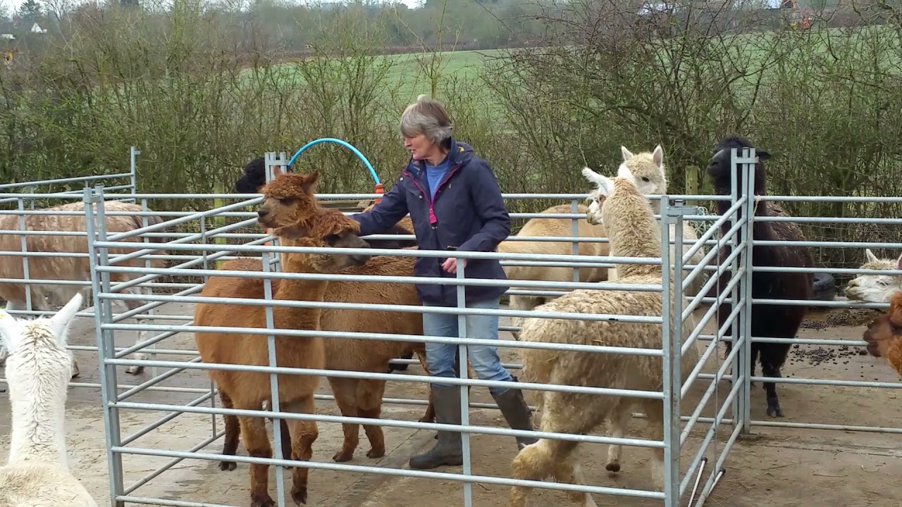 Alpaca Haltering Revisited using Camelidynamics