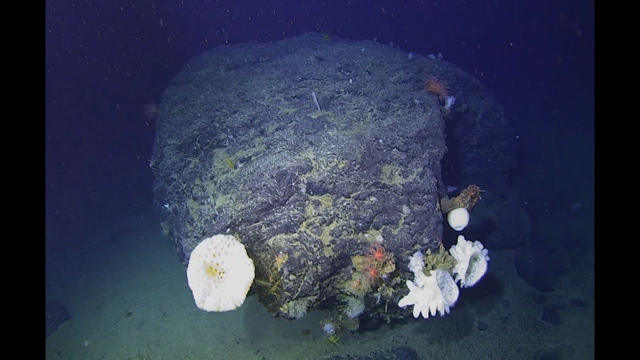Dropstones 2700m deep - Expedition Antarctica