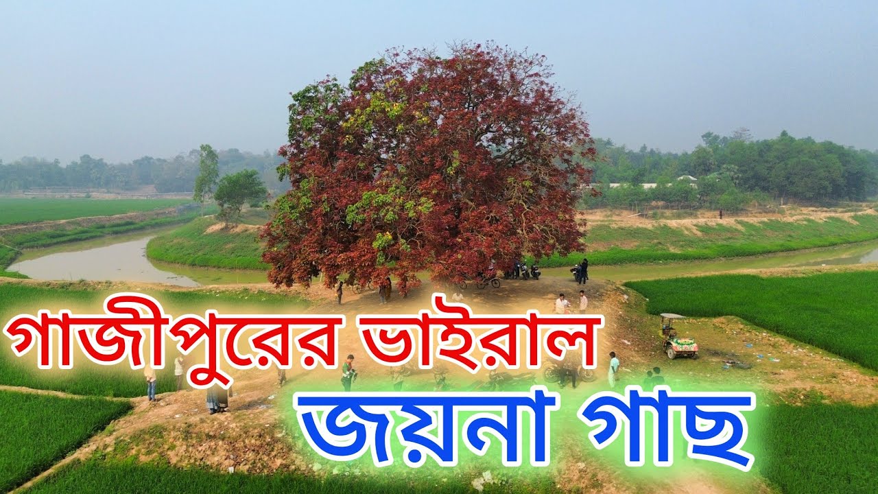 পিরুজালীর ভাইরাল জয়না গাছ।। ভ্রমণ প্রেমীদের নতুন গন্তব্য।। ভাইরাল জয়না গাছ।। Gazipur ।।