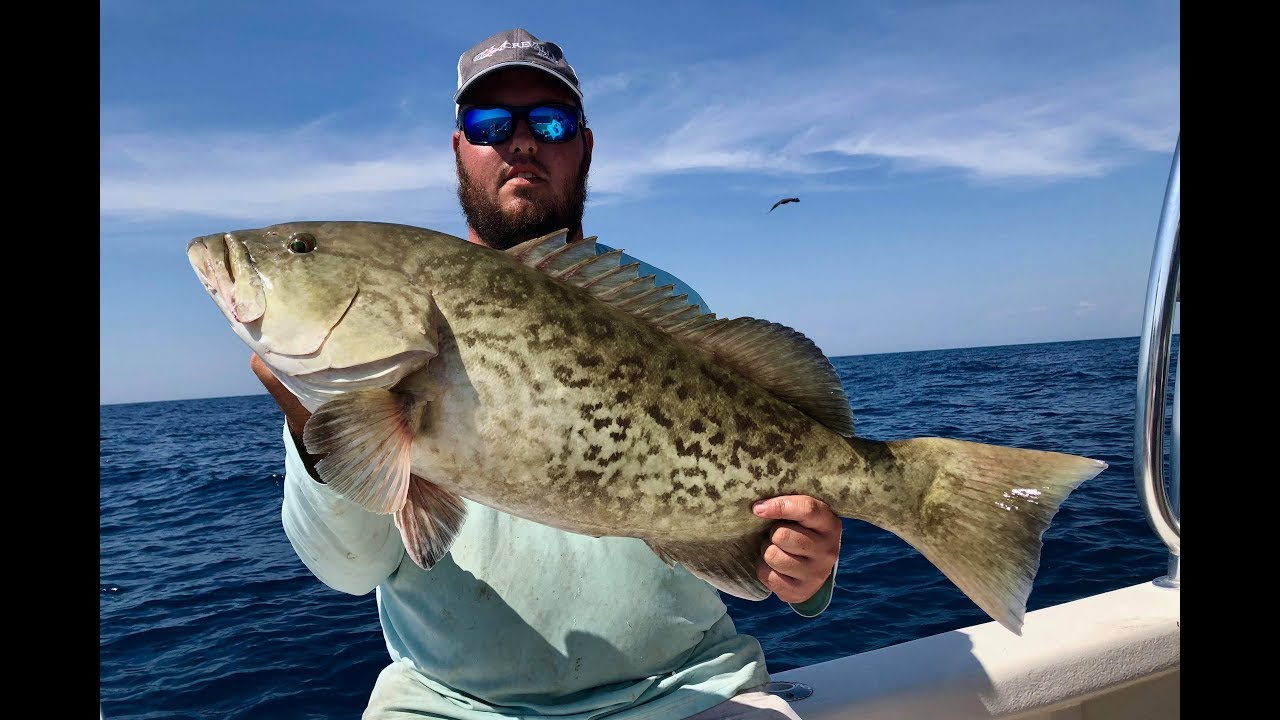 Crystal River Grouper Fishing!