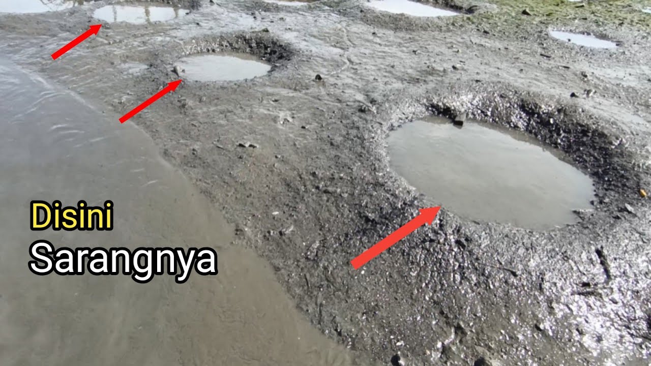MANTAP‼️TANGKAP UDANG SISA PANEN PADA BEKAS LUBANG IKAN MUJAIR