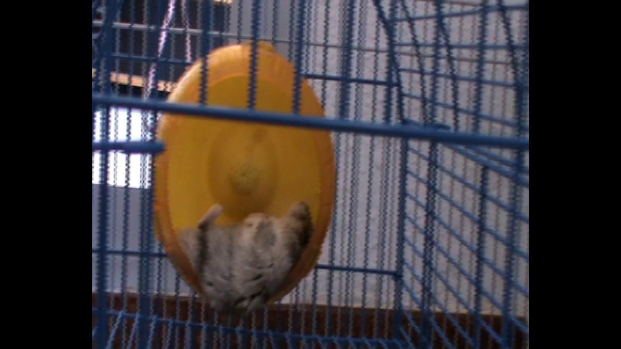 Cute hamster sleeping in summer