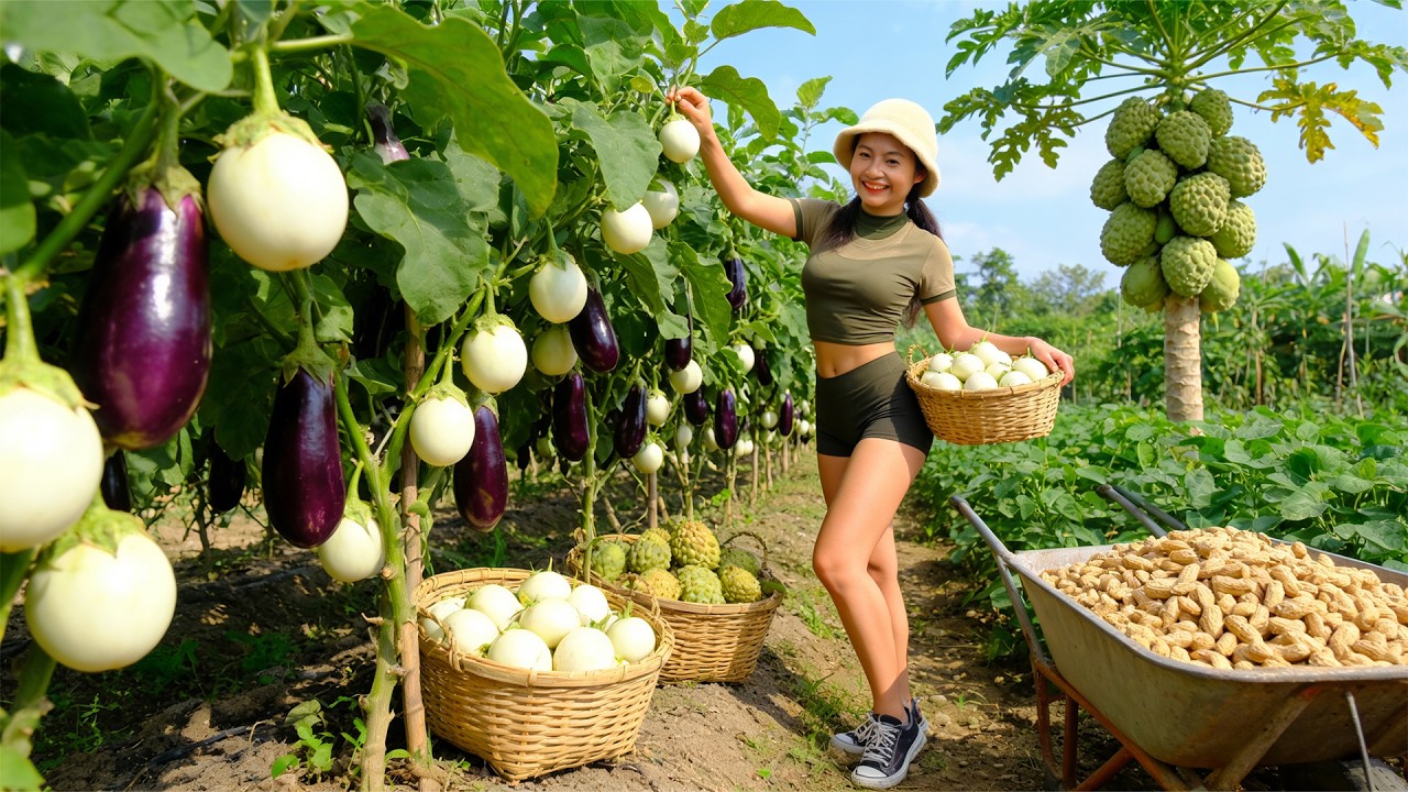 Office Girl Leaves The City  – Harvest White Thai Eggplants To Sell And Cook. Grow Seedlings