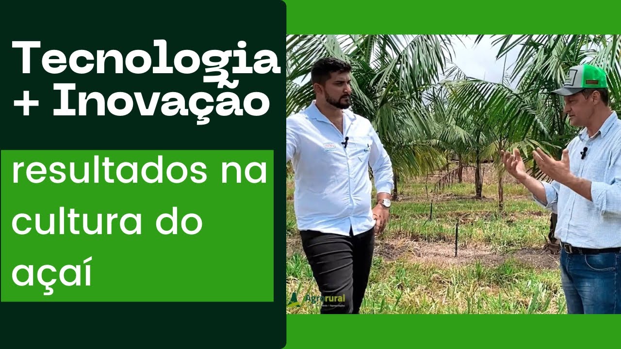 Inovações no plantio de açaí: como o uso da tecnologia pode melhorar os resultados na produção.
