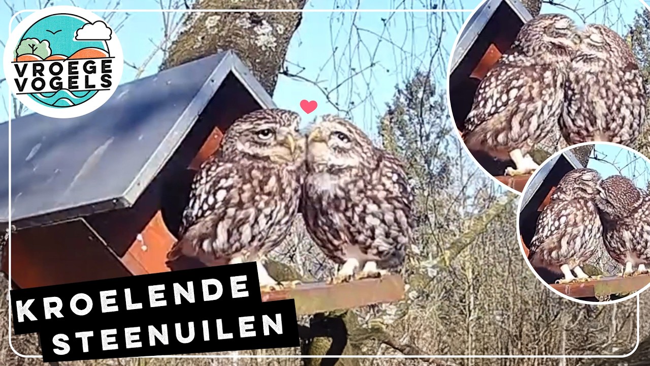 Steenuilen kroelen voor de nestkast | Zelf Geschoten | Vroege Vogels