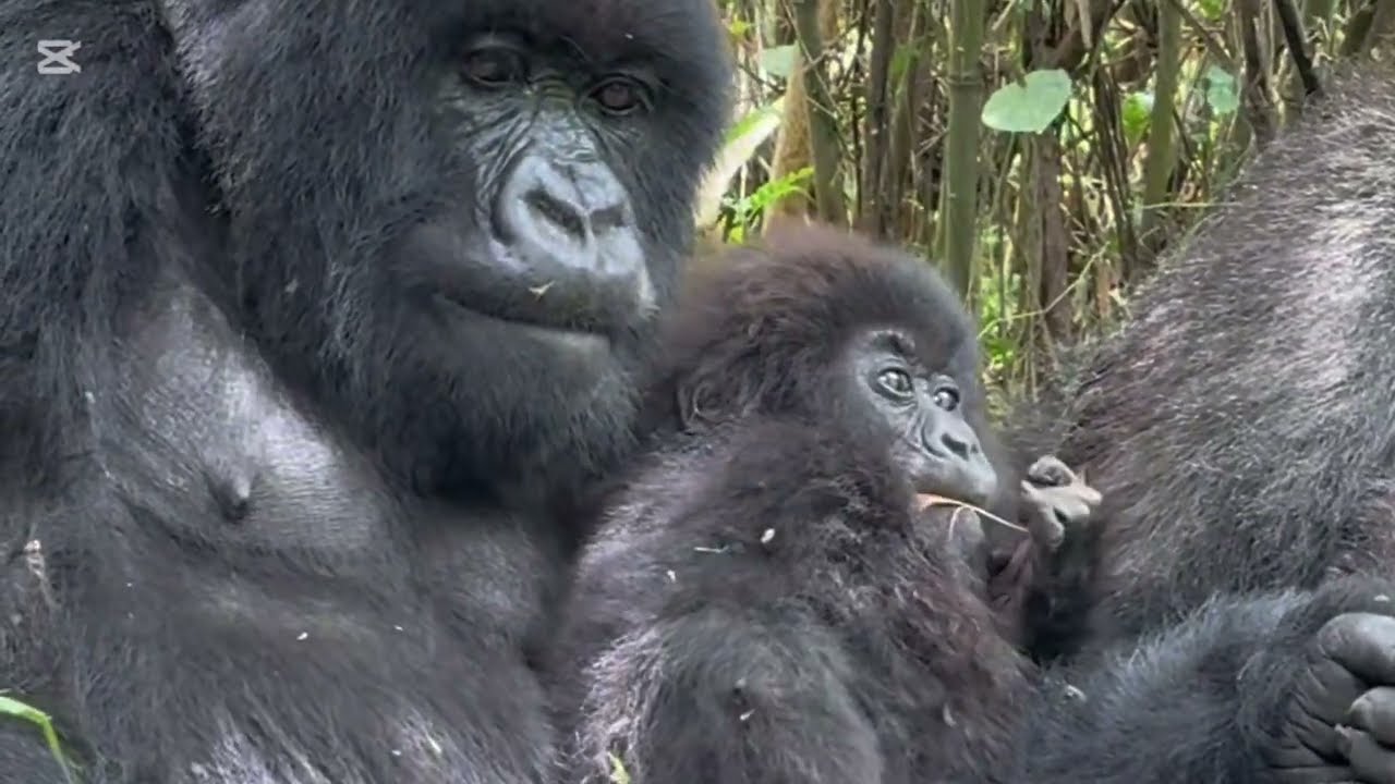 Mountain Gorilla Breastfeeding Her Baby