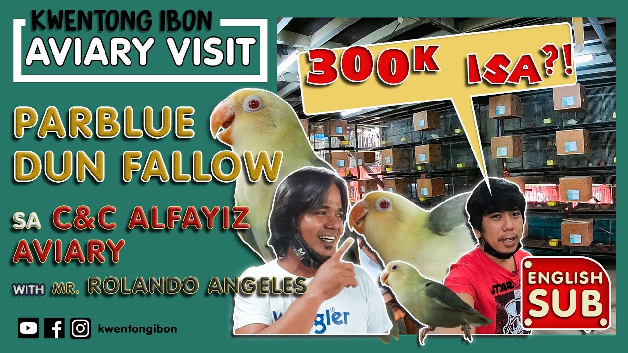 PARBLUE DUN FALLOW SPLIT OPALINE SA C&C ALFAYIZ AVIARY | AVIARY VISIT WITH ROLANDO ANGELES | ENG SUB