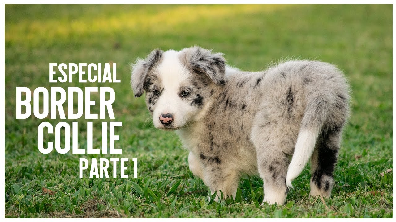 Especial Border Collie parte 1