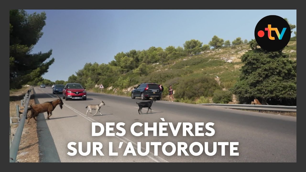 Des chèvres sur l'autoroute, une situation dangereuse qui interpelle