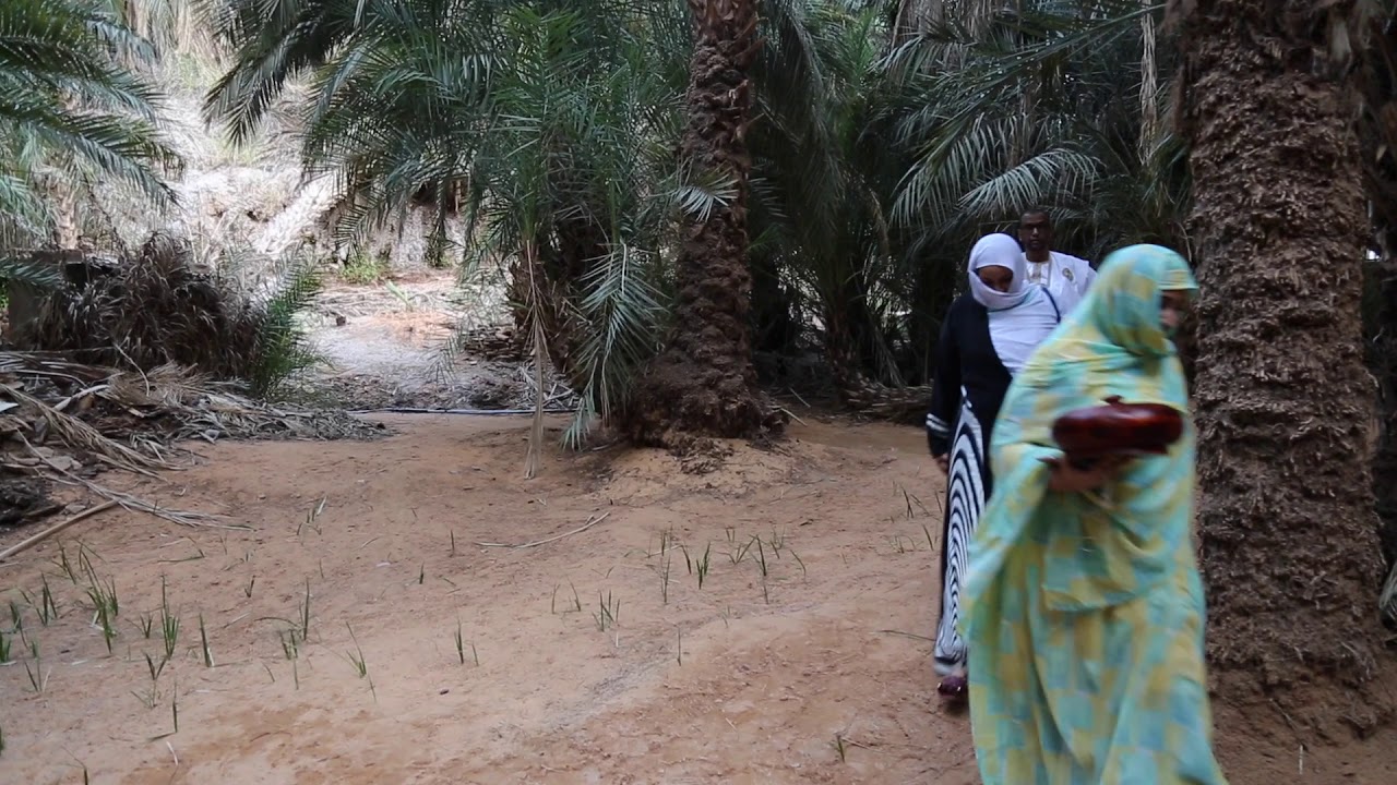 Mauritania Terjit oasis / Mauritanie Oasis Terjit