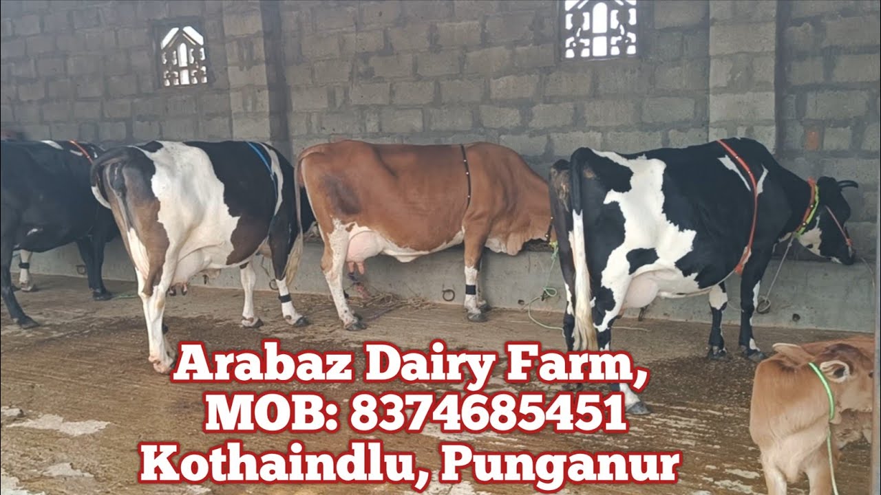 Arabaz Dairy Farm, Mob: 8374685451, Kothaindlu, Punganur (Chittoor District)
