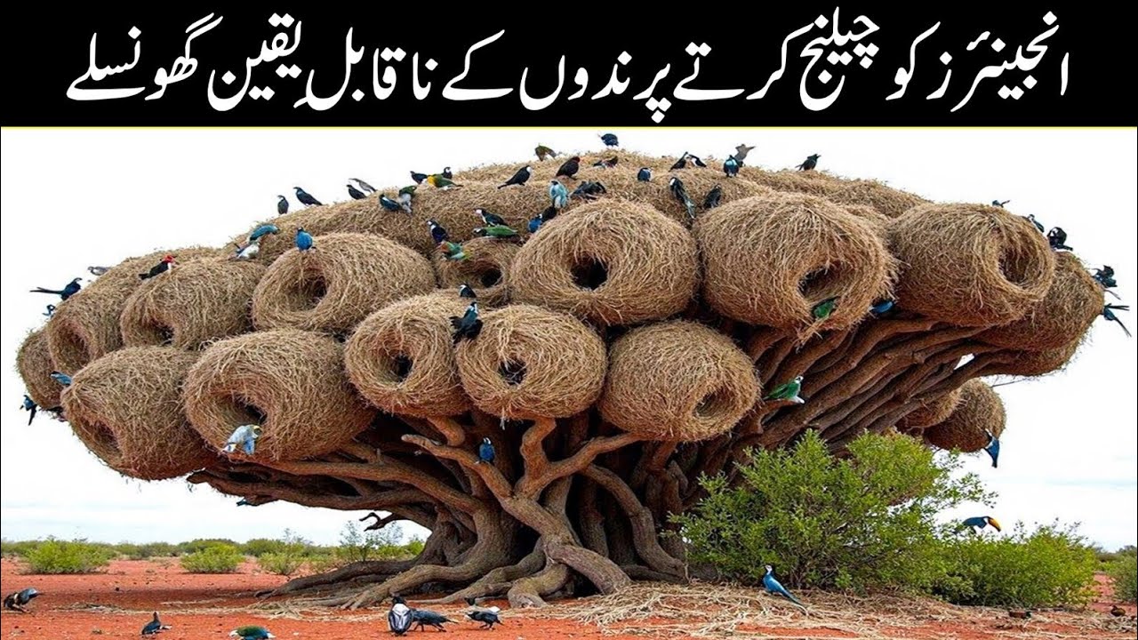 Most Incredible Bird Nests That Redefine Natural Architecture