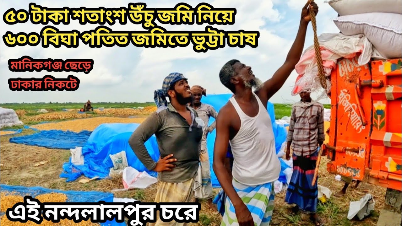 ৬০০ বিঘা ভুট্টা চাষ ৫০ টাকা শতাংশ উঁচু জমি পেয়ে মানিকগঞ্জ ছেড়ে নন্দলালপুর চরে || #manikganj ||
