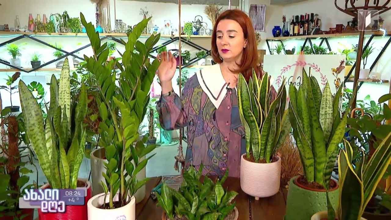 რუბრიკა „მცენარეების მეგობარი“ - როგორ მოვუაროთ სანსევიერასა და ზამიოკულკასს