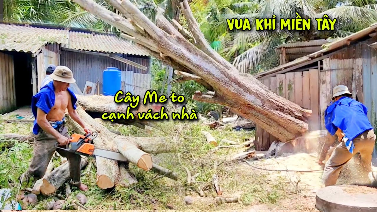 Vua khỉ gặp cây Me siêu khủng ở vị trí khiến nhiều thợ cưa phải bó tay. Sawing a giant Tamarind tree