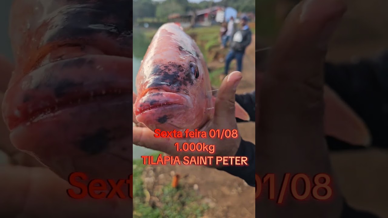 Sexta-feira 01/08 tem Soltura de 1.000kg TIL&Aacute;PIA SAINT PETER E 300KG PATINGA no Pesqueiro Boa Vista
