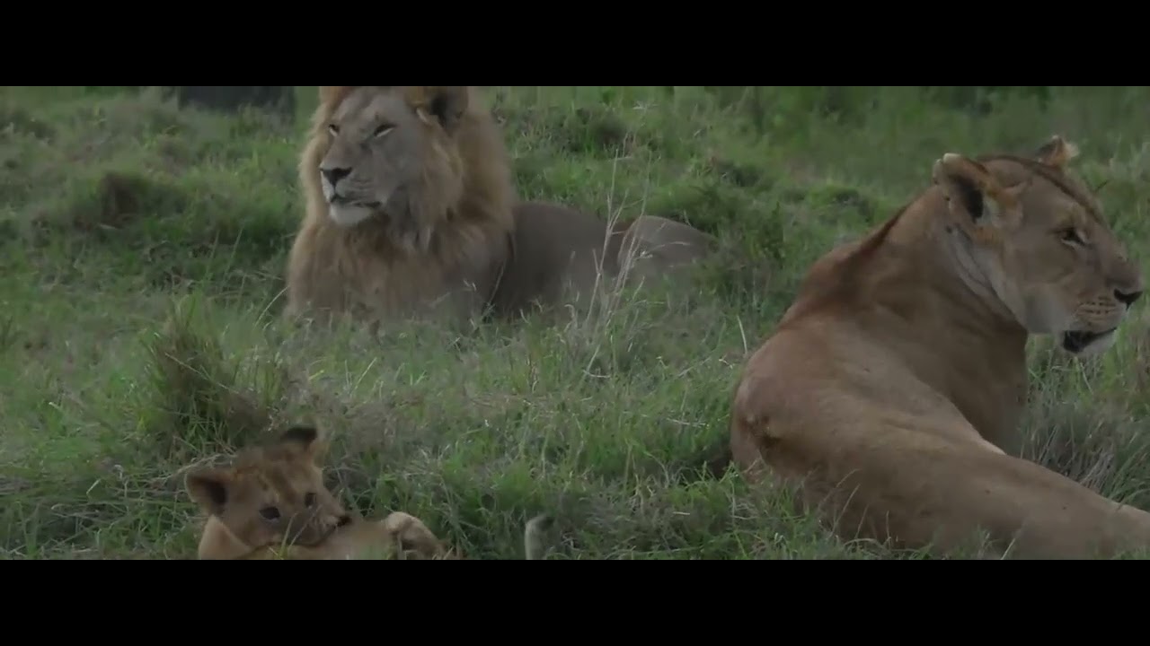 Family. Kaleo, her 2 cubs and Topi Boy Moja Moja