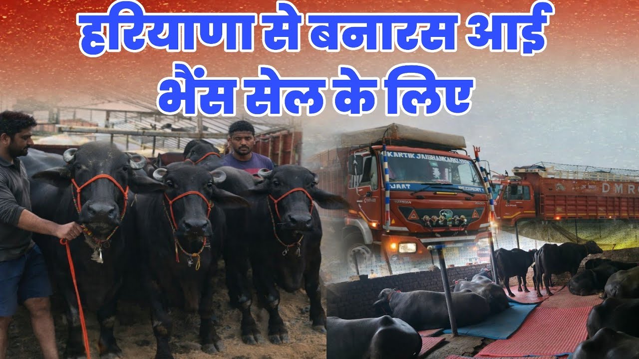 बनारस में आई 20 भैंस सेल के लिए हरियाणा से इत्तेय सरदार अरुण डेरी फार्म