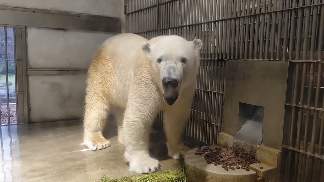사육사님의 정성을 아는 북극곰 후부키