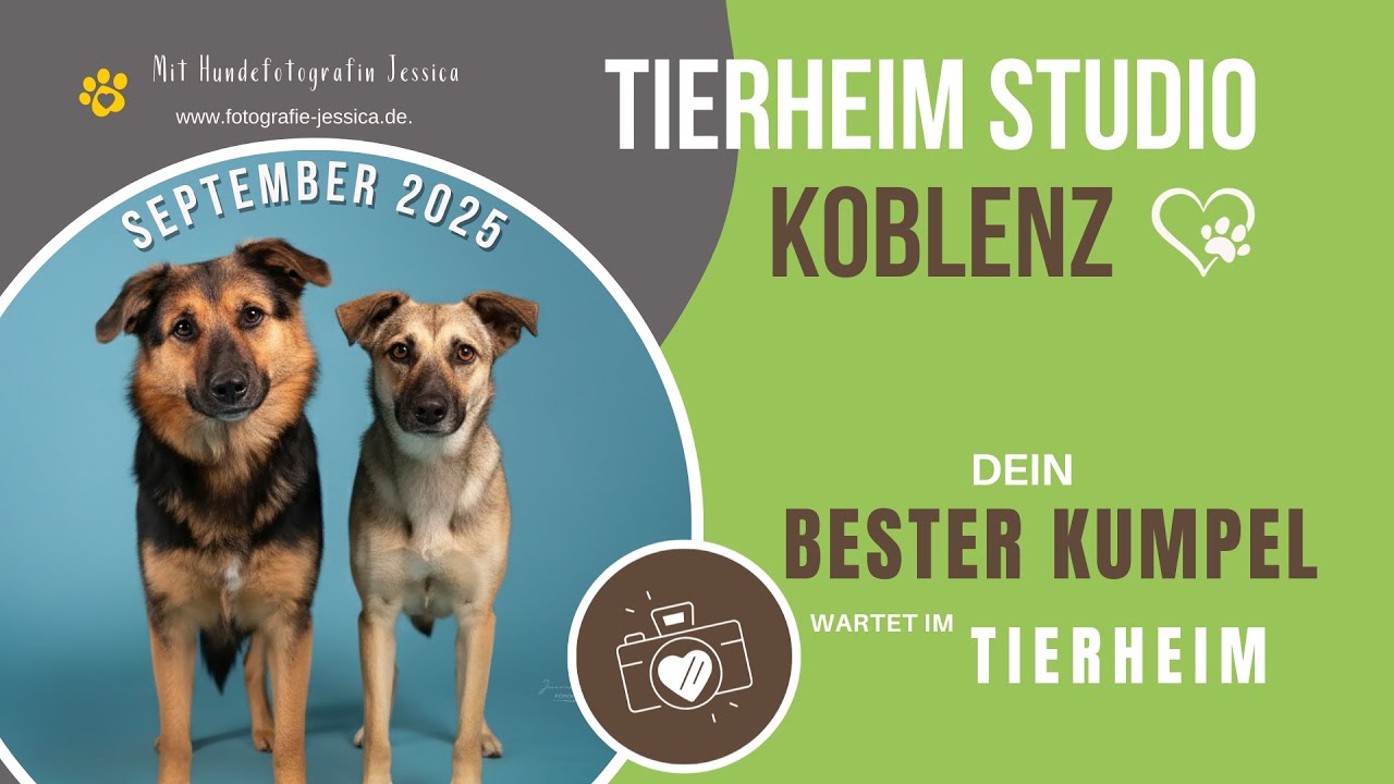 Tierheim Studio Koblenz 💯😍🐶📸 Teil 5 - Dia & Musa in 4K