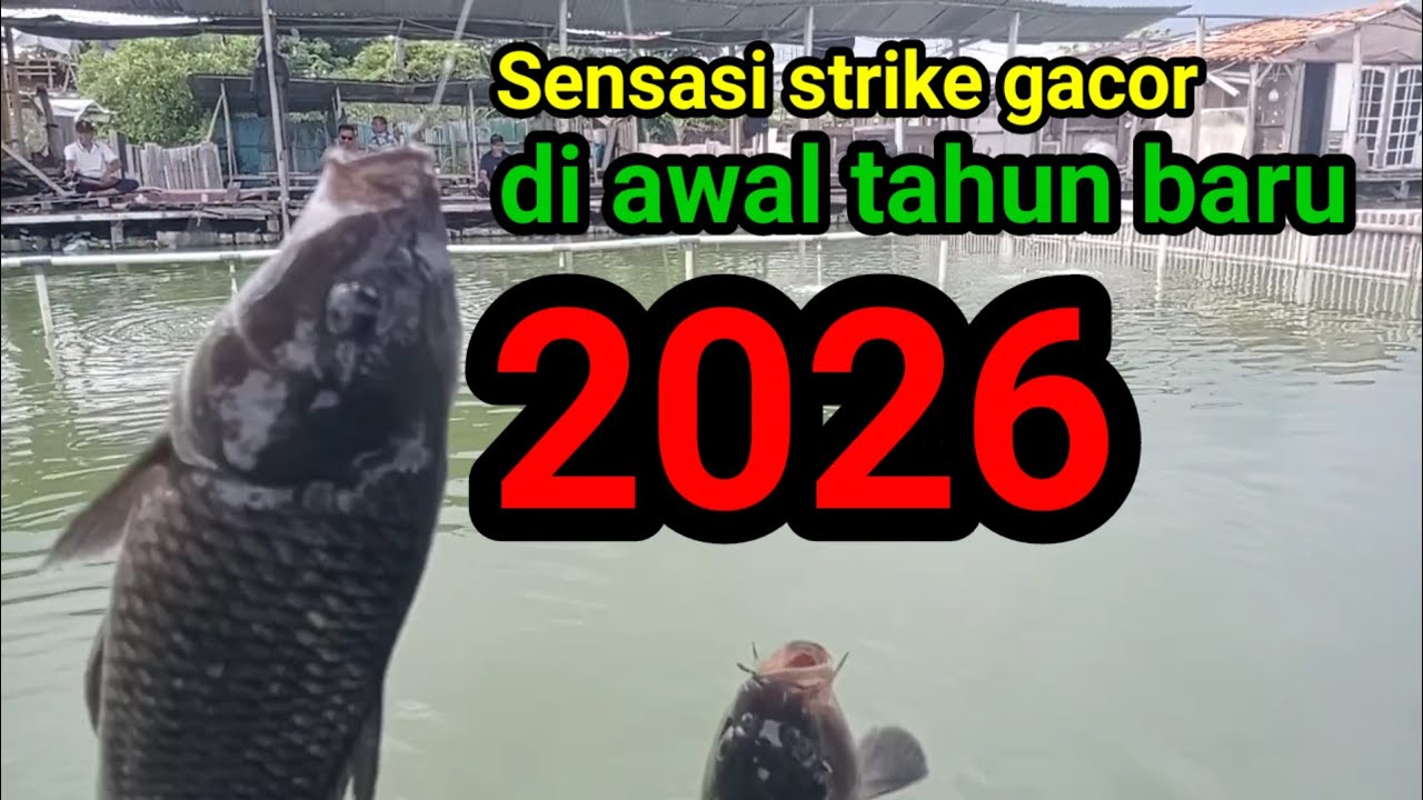 Hurraaaa‼️Pesta strike awal taun baru#mancingikanmas#mancingborongan#strike@jaddahmancing