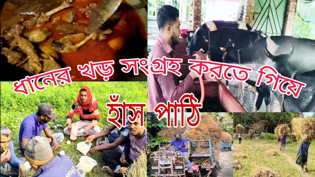 ধানের খড় গো খাদ্য কেনো এতো সংগ্রহ করলাম।