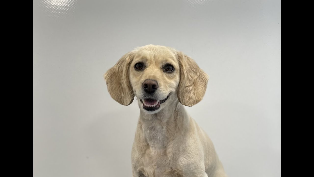 Reverse clip on a spaniel cross | Full Groom | Dog Grooming