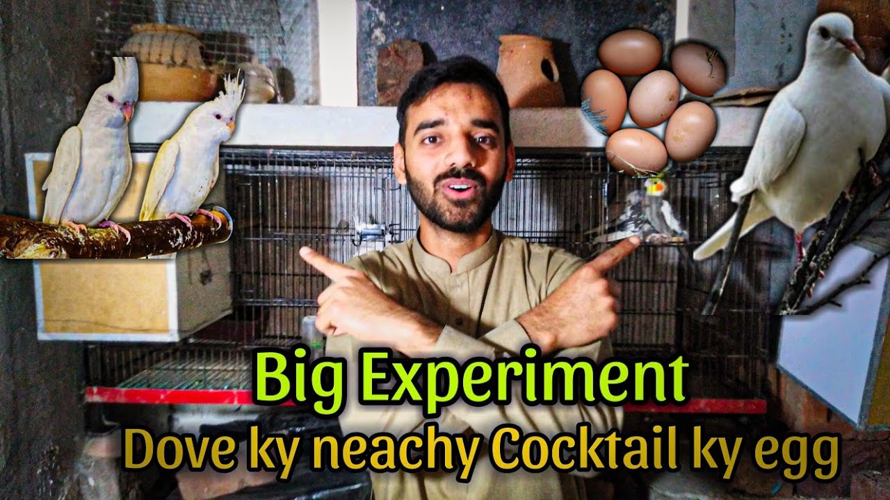 Dove ky neachy Cocktail ky egg rakh deya | Big Experiment #cocktailparrots #breedingprogress #dove