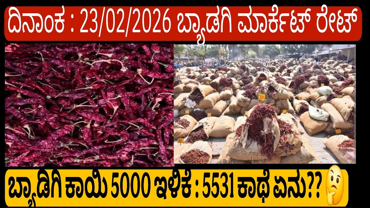 ಈ ವಾರದ ಬ್ಯಾಡಿಗಿ ಮಾರ್ಕೆಟ್ ರೇಟ್ :  ಎಲ್ಲಾ ತರಹದ ಮೆಣಸಿಕಾಯಿ ಬೆಳಗಳ ರೇಟ್ ತಿಳಿಯಲು ಈ ವಿಡಿಯೋ ನೋಡ್ರಿ
