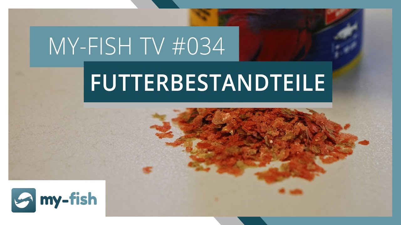 Zusammensetzung von Fischfutter erklärt | my-fish TV