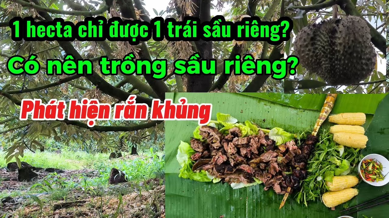 Cả Vườn Sầu Riêng 1 Hecta Chỉ Có 1 Trái To Bất Ngờ, Đi Một Vòng Vườn Thì Thấy Vỏ Rắn khủng