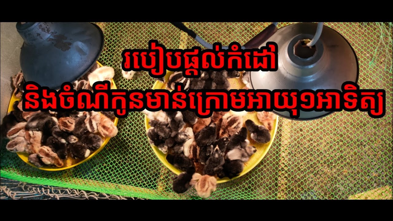 កសិកម្មមាន់: របៀបផ្តល់ កំដៅ និងចំណីកូនមាន់អាយុក្រោម១សប្តាហ៍
