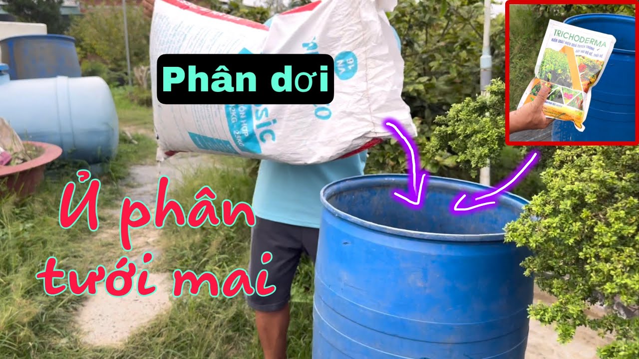 Ủ Phân Dơi Và Nấm TriChoderma Để Bón Cho Mai Vàng