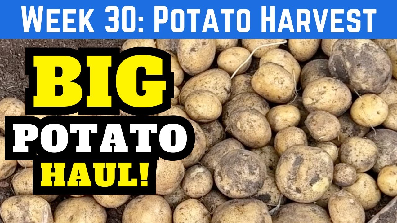 A Surprising Potato Harvest