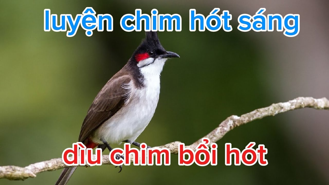 chào mào hót sáng dìu chim yếu lửa | kích chim bổi nhanh ra giọng