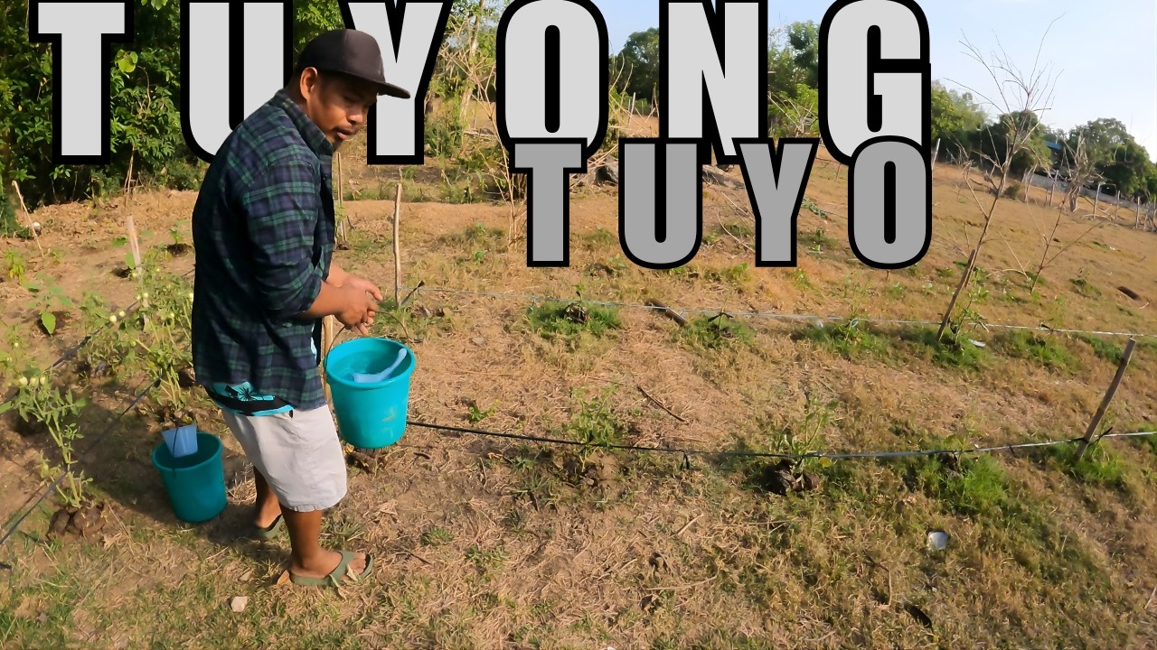 TUYONG TUYO ANG LUPA || BUHAY BUKID 467