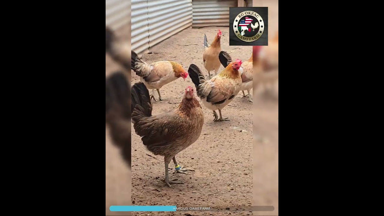 Visita en HARGUS GAMEFARM saludos saludos aves disponibles info 4054084409