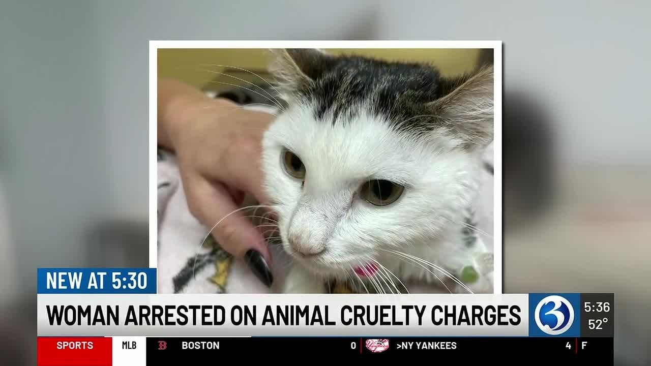 Hartford cat owner charged with animal cruelty after cat euthanized