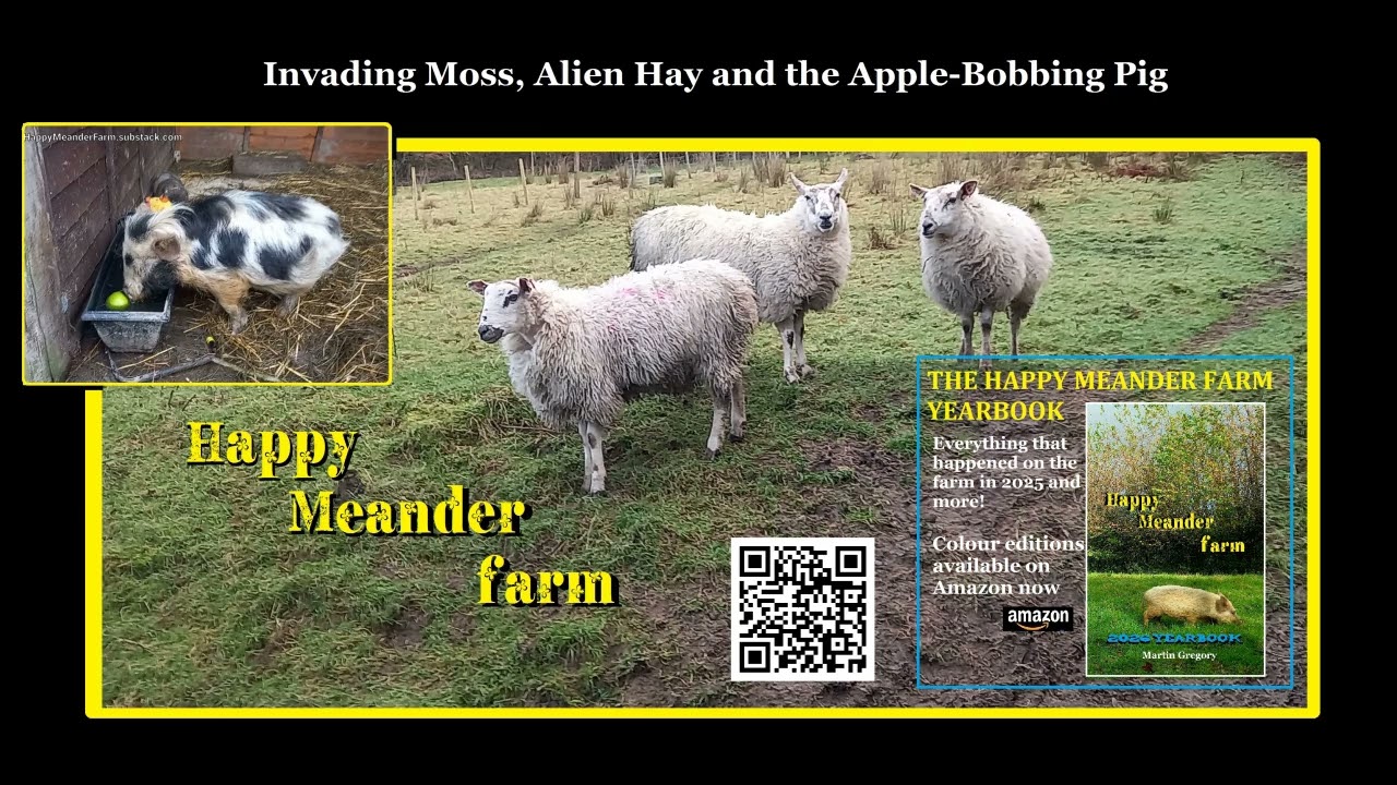 Podcast | Invading Moss, Alien Hay and Apple-Bobbing Pig | Happy Meander Farm
