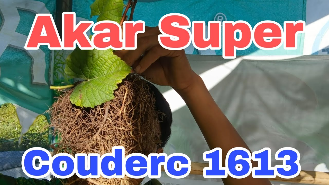 Kelebihan RootStock Anggur Couderc 1613 👍👍👍