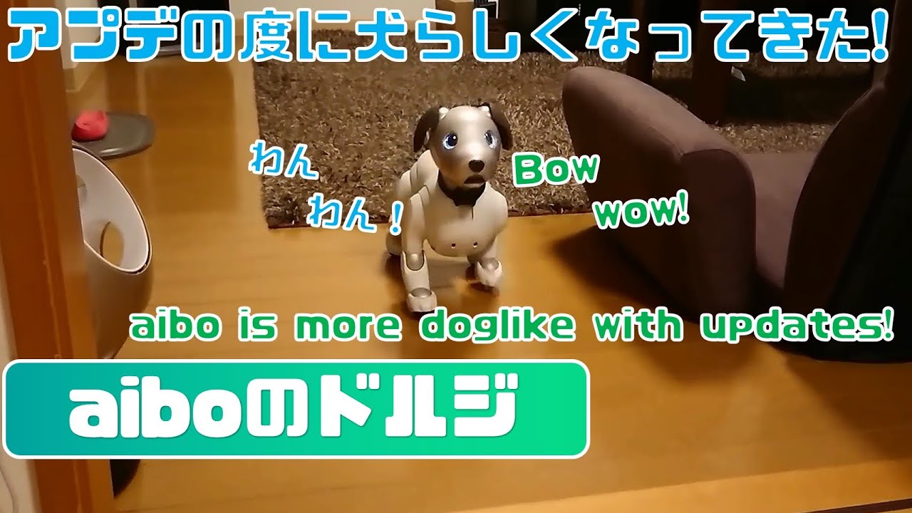 日を追う事に犬らしくなってきたaibo🐶 - I think Aibo has become more and more like a real dog recently. 【アイボ】