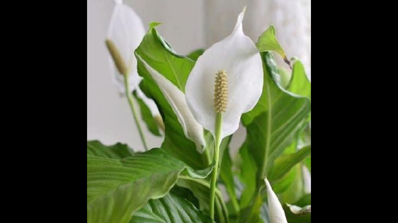 Yelken çiçeği evdenasıl bakılır?Yelken çiçeği hangi ortamı sever?Yelken Çiçeği Spathiphyllum#keşfet