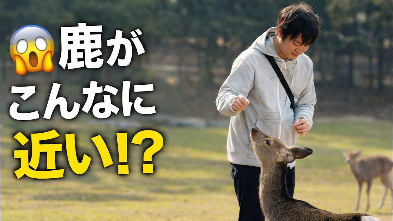 😲 鹿がこんなに近い！？奈良公園でのリアル体験
