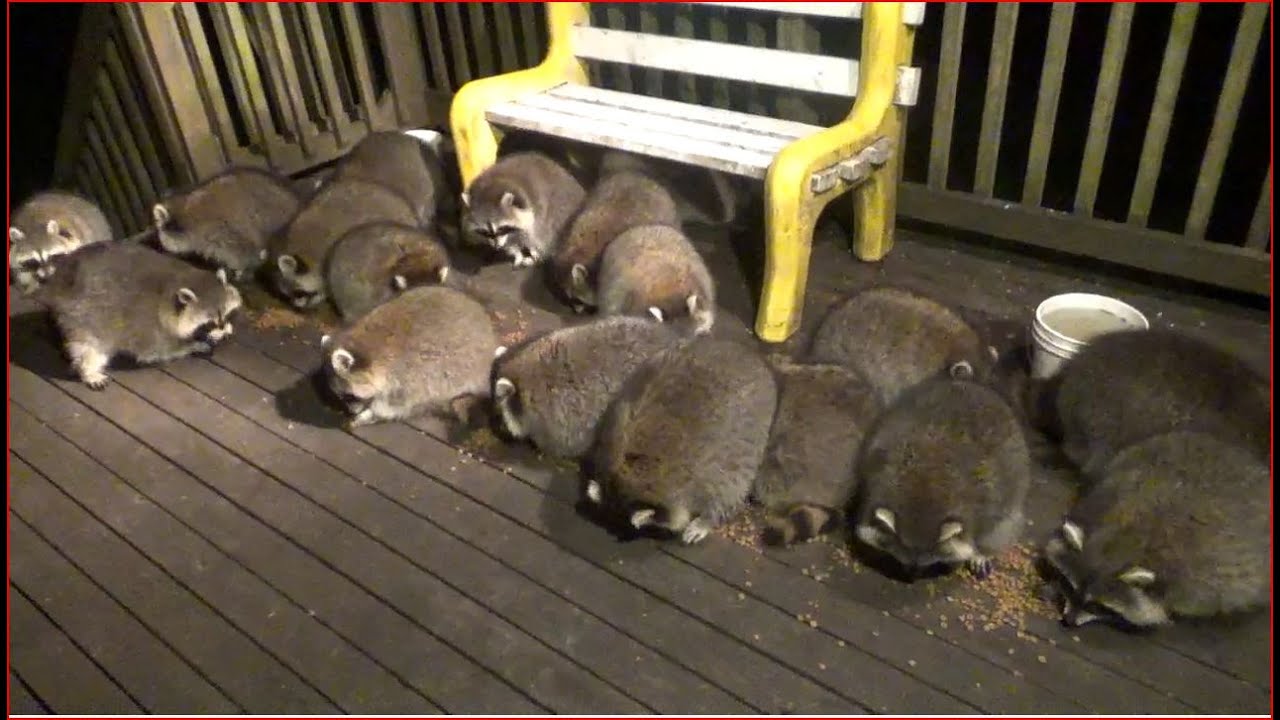 Sunday Night - 18 October 2020  Another Big Raccoon Crowd