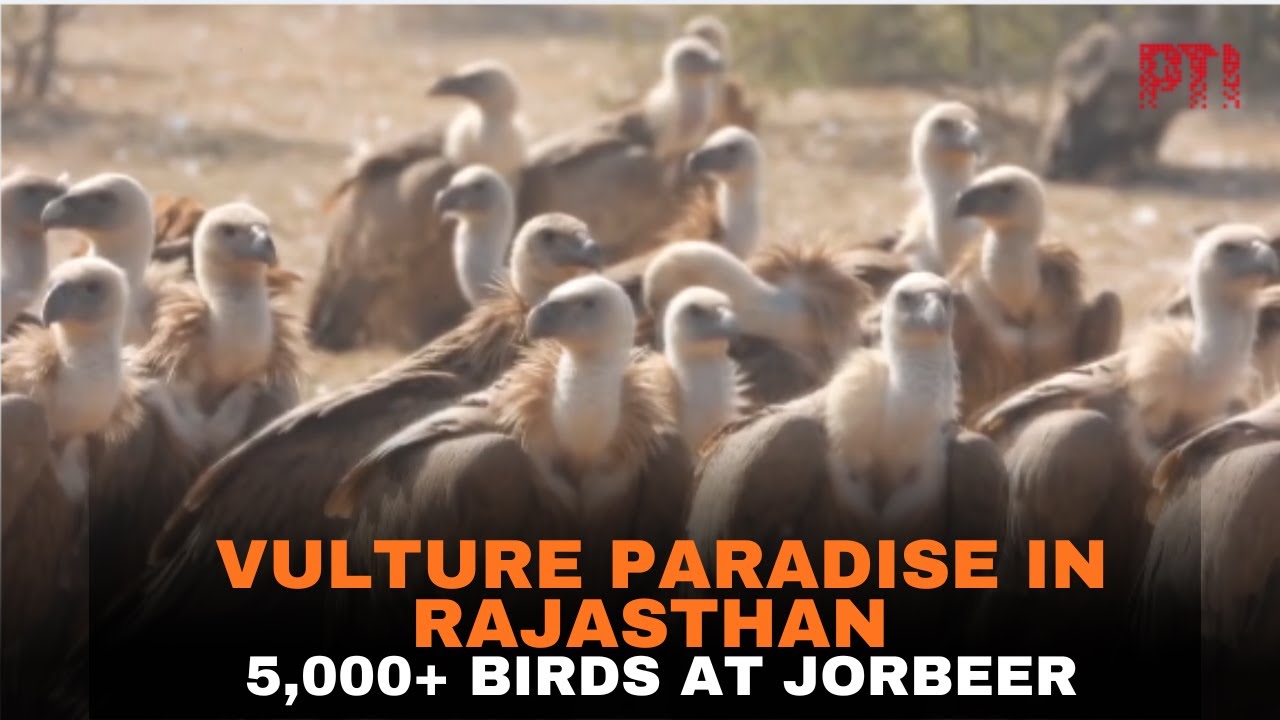Thousands of migratory Vultures flock to Bikaner&rsquo;s Jorbeer conservation Centre