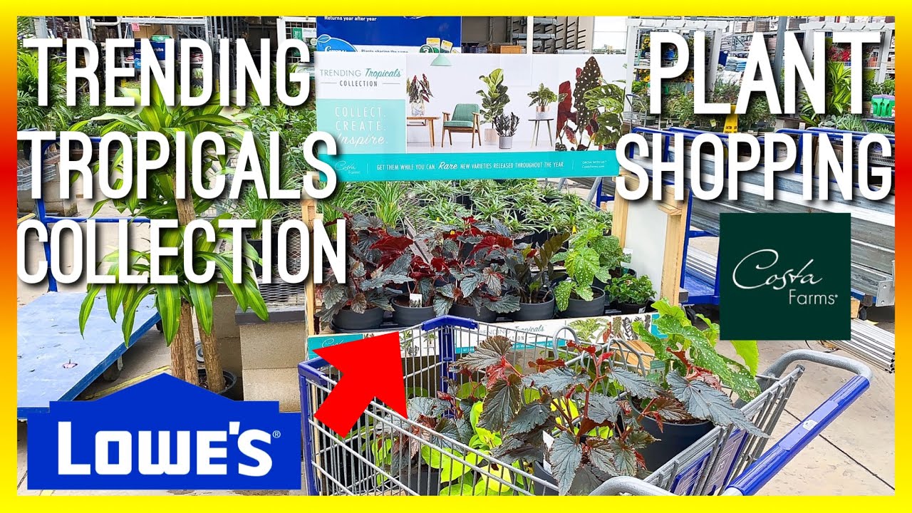 TRENDING TROPICALS COLLECTION BY COSTA FARMS AT LOWES - HOUSEPLANT SHOPPING AT BIG BOX STORE FALL